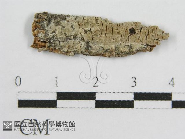 登錄號:F0016688藏品圖，第1張