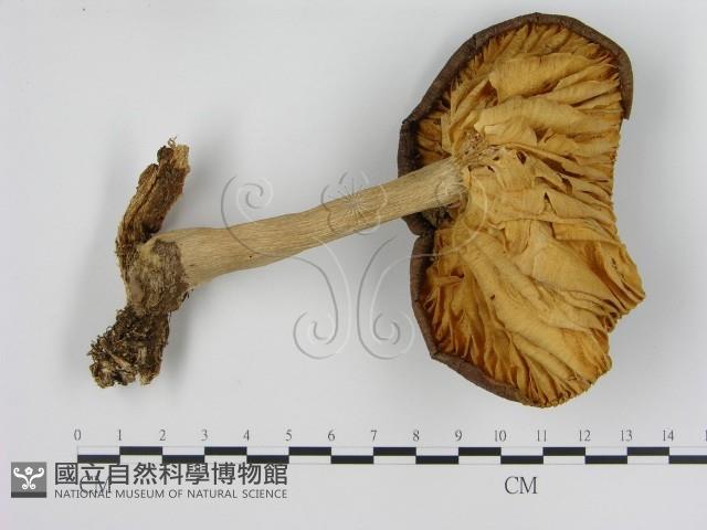 濕傘屬藏品圖，第1張