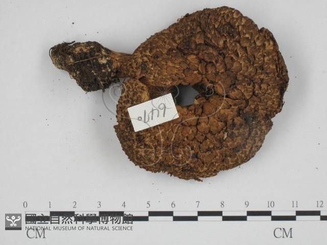 登錄號:F0024688藏品圖，第1張