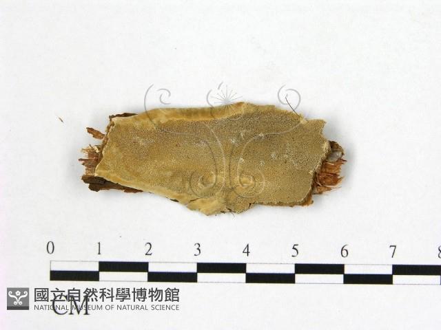 登錄號:F0014688藏品圖，第1張