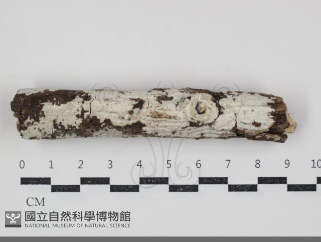 登錄號:F0034688藏品圖，第1張