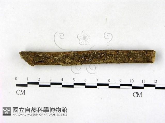 登錄號:F0022688藏品圖，第1張