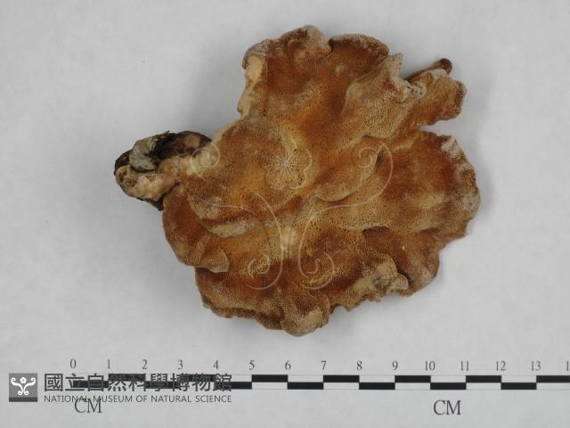 登錄號:F0002688藏品圖，第1張