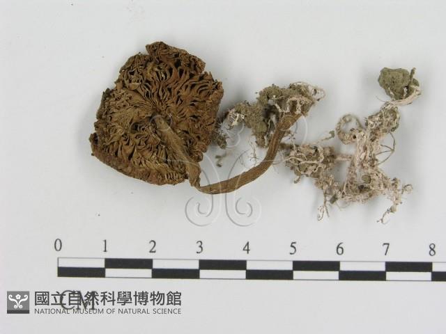 登錄號:F0012688藏品圖，第1張