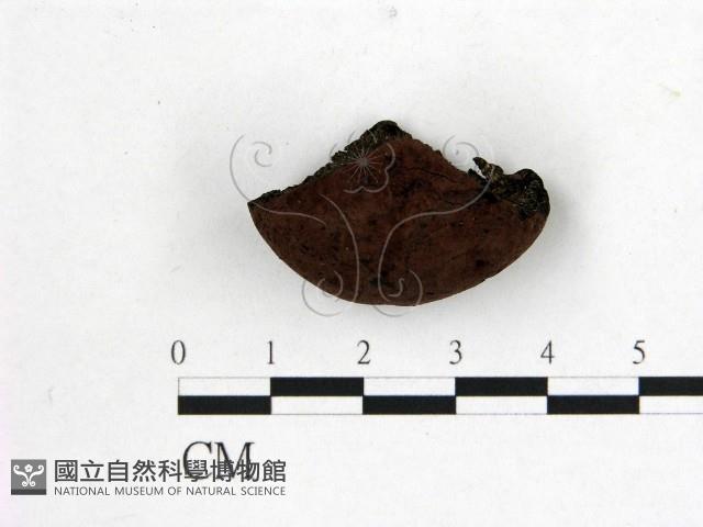 登錄號:F0007688藏品圖，第1張