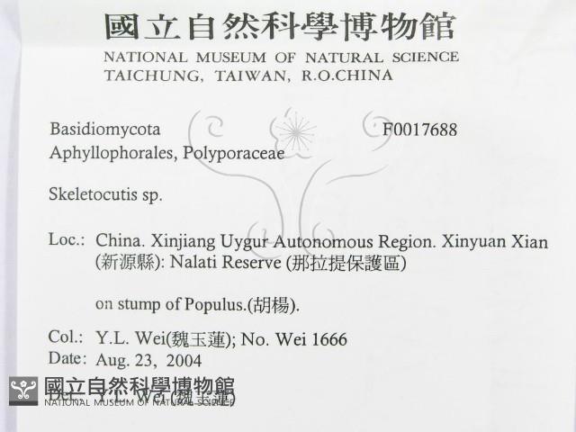 骨皮菌屬藏品圖，第3張
