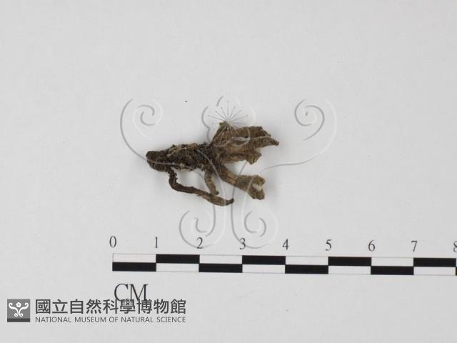 炭角菌屬藏品圖，第1張