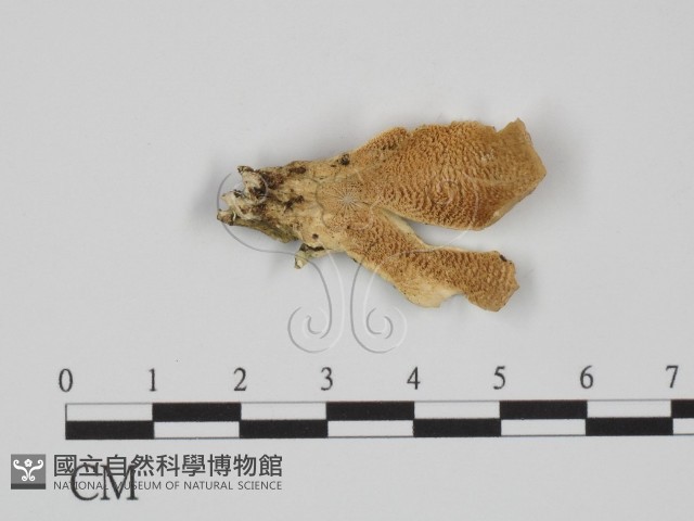 附毛菌屬藏品圖，第1張