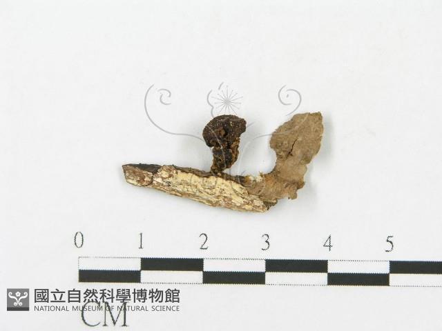 登錄號:F0009688藏品圖，第1張