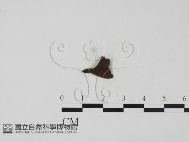 登錄號:F0019688藏品圖，第1張