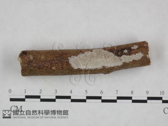 登錄號:F0023688藏品圖，第1張