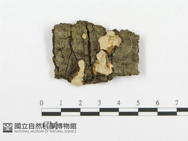 登錄號:F0013688藏品圖，第1張