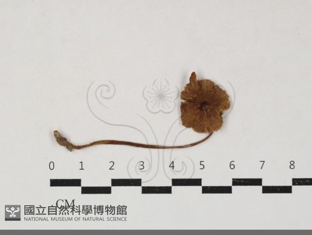 登錄號:F0033688藏品圖，第1張