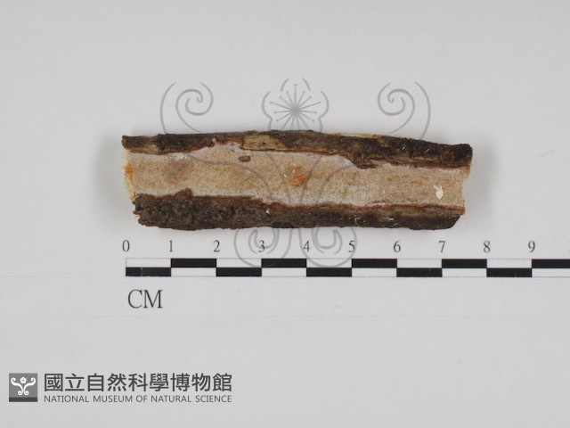 登錄號:F0028488藏品圖，第1張