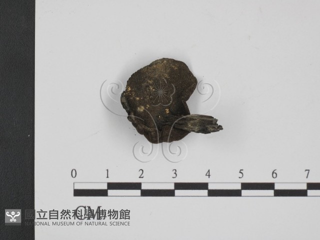 登錄號:F0008488藏品圖，第1張