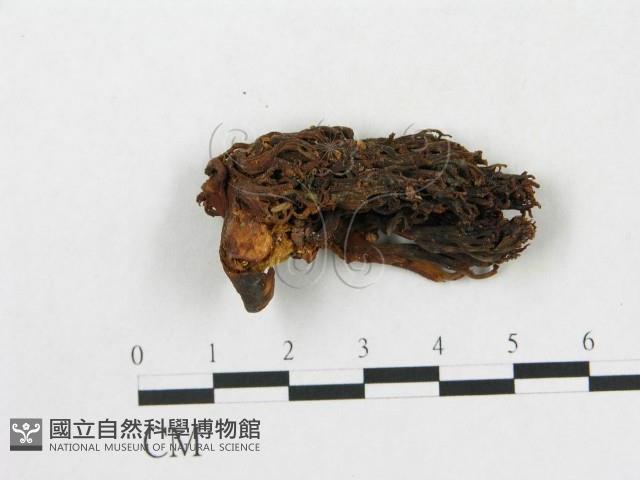 登錄號:F0020488藏品圖，第1張