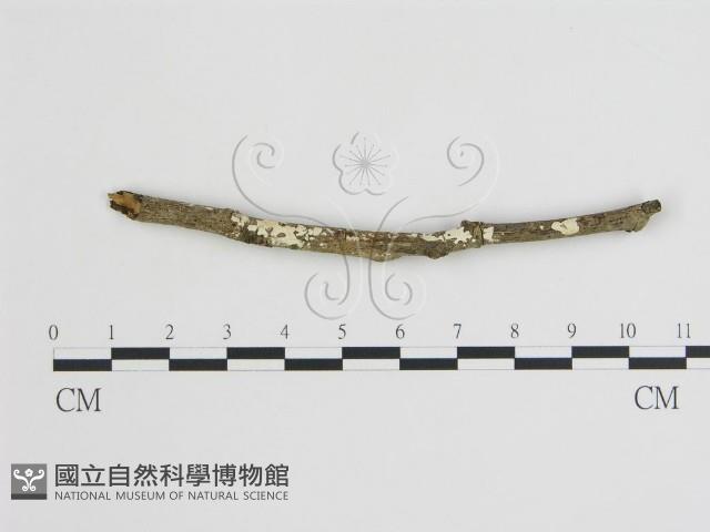 登錄號:F0000488藏品圖，第1張