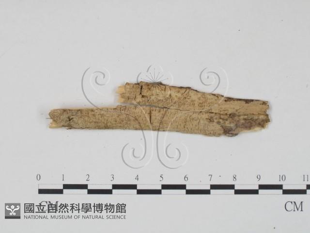 登錄號:F0010488藏品圖，第1張