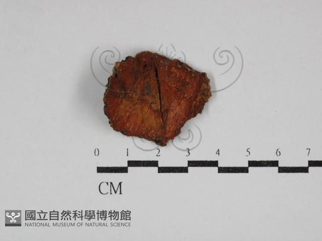 登錄號:F0030488藏品圖，第1張
