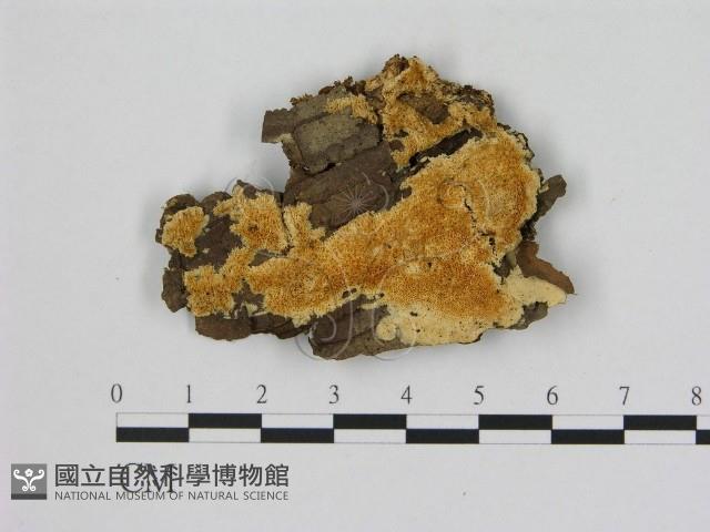 登錄號:F0006488藏品圖，第1張