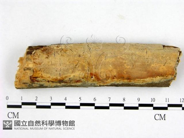 登錄號:F0001488藏品圖，第1張