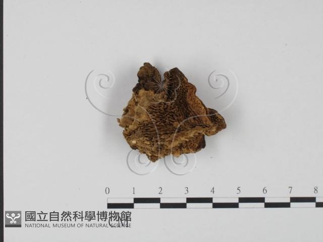 登錄號:F0011488藏品圖，第1張