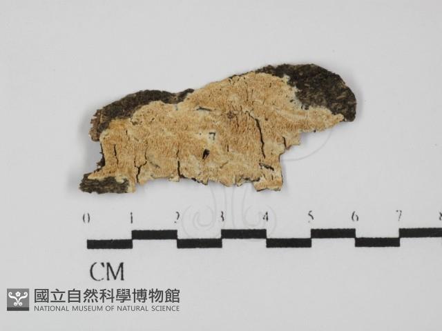 登錄號:F0031488藏品圖，第1張