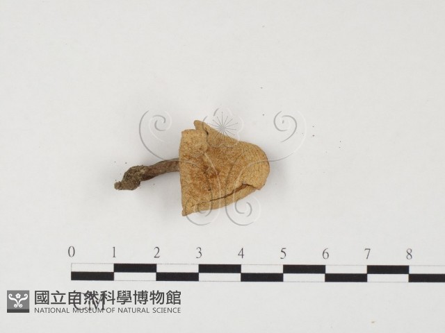 乳菇屬藏品圖，第1張