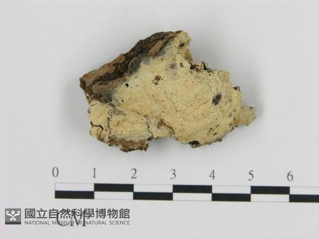 登錄號:F0004488藏品圖，第1張