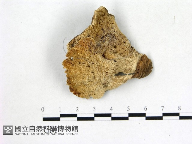登錄號:F0014488藏品圖，第1張