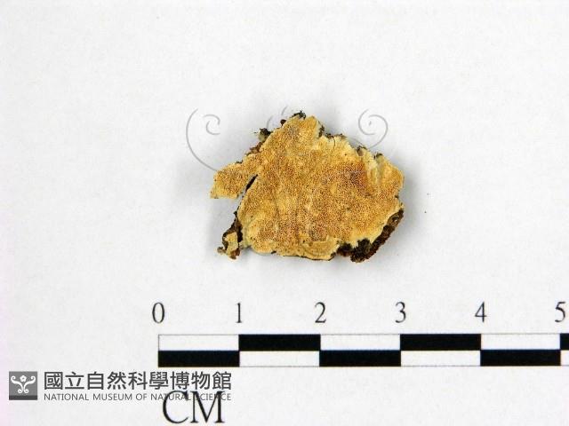 登錄號:F0022488藏品圖，第1張