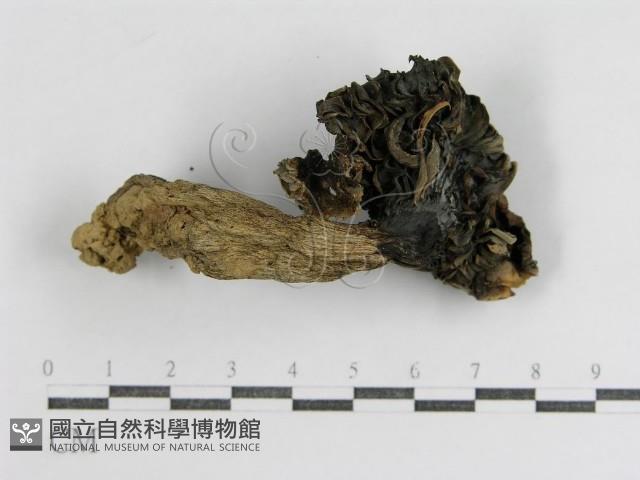 登錄號:F0012488藏品圖，第1張