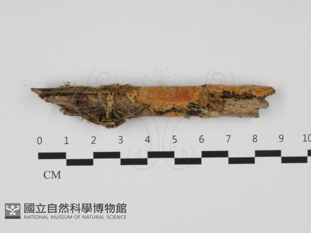 登錄號:F0032488藏品圖，第1張