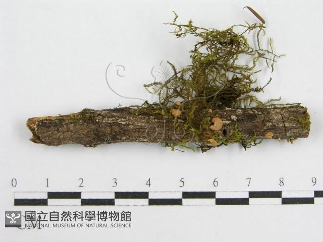 微皮傘屬藏品圖，第1張