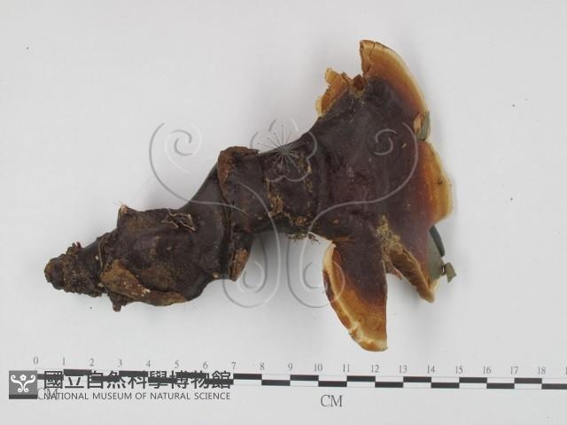 登錄號:F0015488藏品圖，第1張