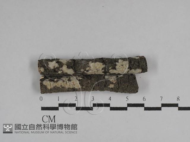 絲皮菌屬藏品圖，第1張