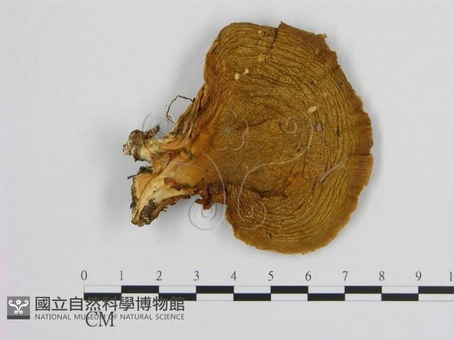 登錄號:F0009488藏品圖，第1張