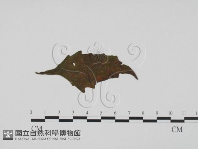 登錄號:F0019488藏品圖，第1張