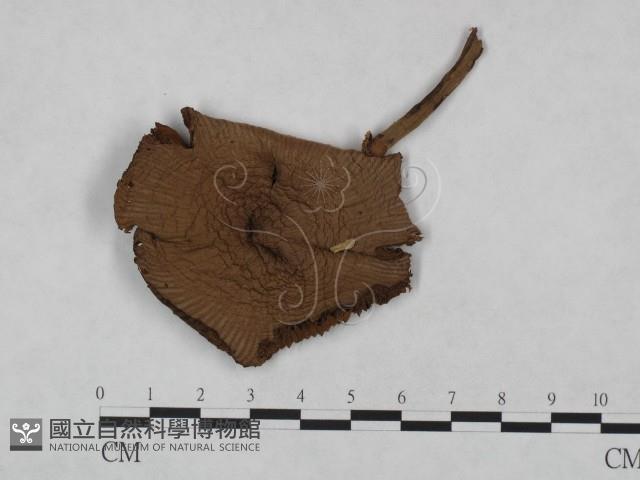 登錄號:F0023488藏品圖，第1張