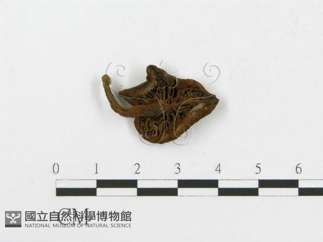 登錄號:F0003488藏品圖，第1張