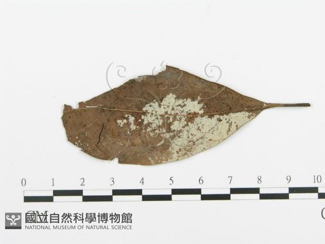 阿太菌屬藏品圖，第1張
