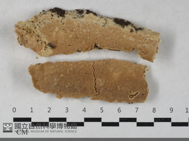 登錄號:F0033488藏品圖，第1張