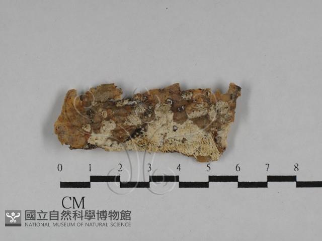 登錄號:F0028788藏品圖，第1張