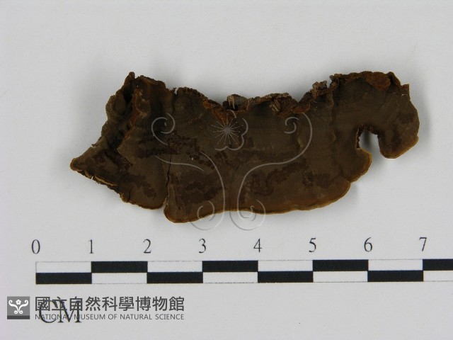 刺革菌屬藏品圖，第1張