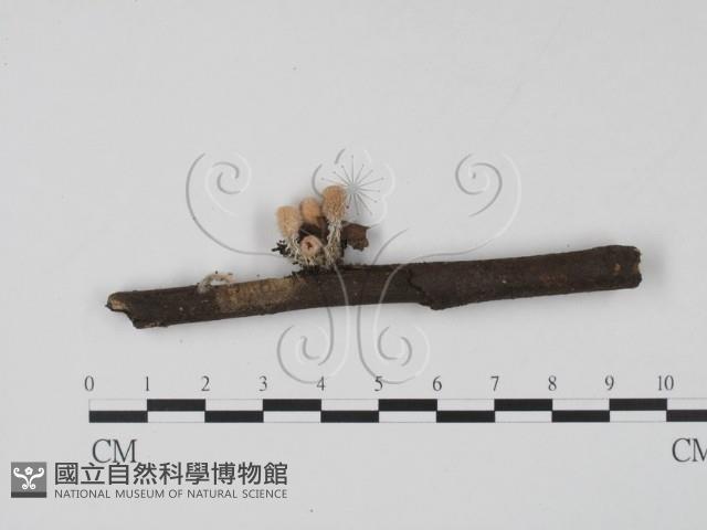 登錄號:F0020788藏品圖，第1張