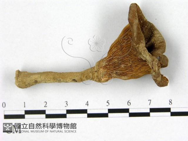 登錄號:F0010788藏品圖，第1張