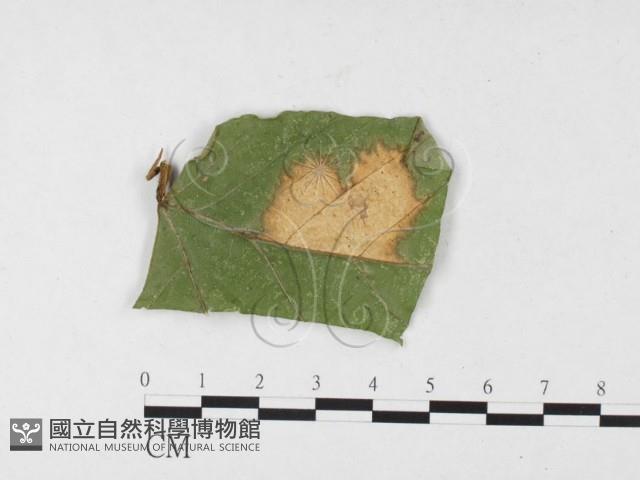 登錄號:F0026788藏品圖，第1張