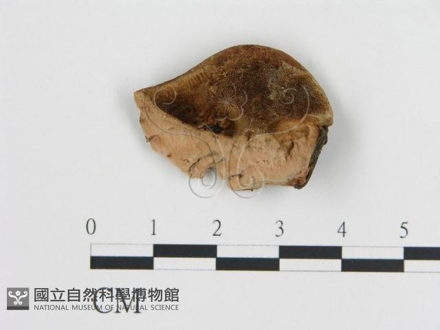 登錄號:F0006788藏品圖，第1張