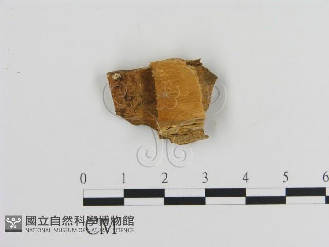 絲齒菌屬藏品圖，第1張