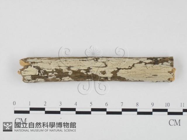 冇骨消絲齒菌藏品圖，第1張
